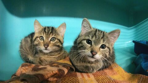 Vignette du programme télé Animaux à adopter : nouvelle famille pour une nouvelle vie